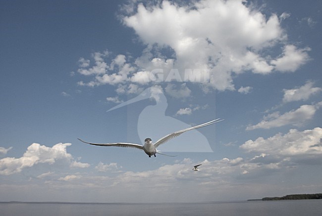 Arctic Tern adult flying; Noordse Stern volwassen vliegend stock-image by Agami/Jari Peltomäki,