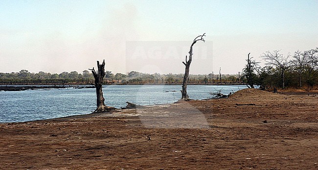 River The Gambia stock-image by Agami/Roy de Haas,