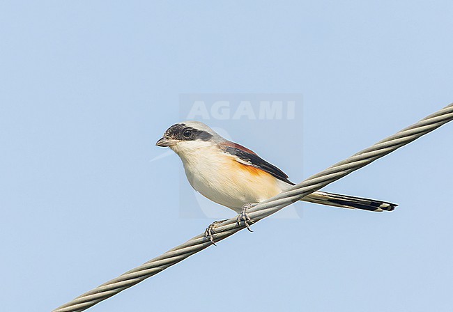 Bay-backed Shrike, Lanius vittatus, during autumn migration  in India. stock-image by Agami/Marc Guyt,