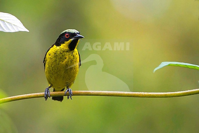 Yellow-bellied Dacnis (Dacnis flaviventer) perched on a little branch. stock-image by Agami/Dubi Shapiro,