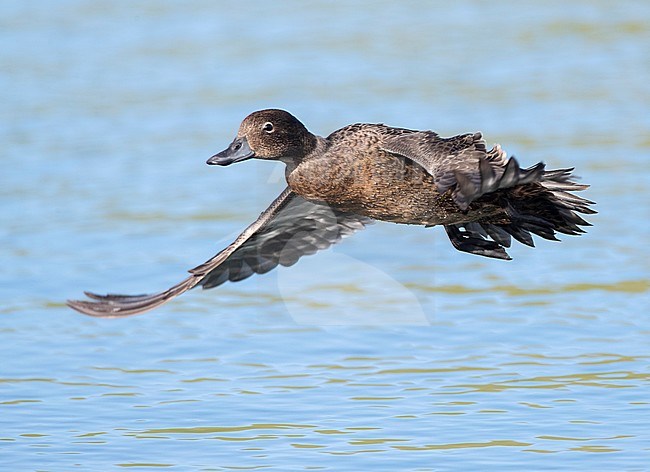 Adult Brown Teal (Anas chlorotis) flying over a lake in the predator-proof sanctuary Tawharanui Regional Park, North Island, New Zealand. The Maori name for it is pateke. stock-image by Agami/Marc Guyt,