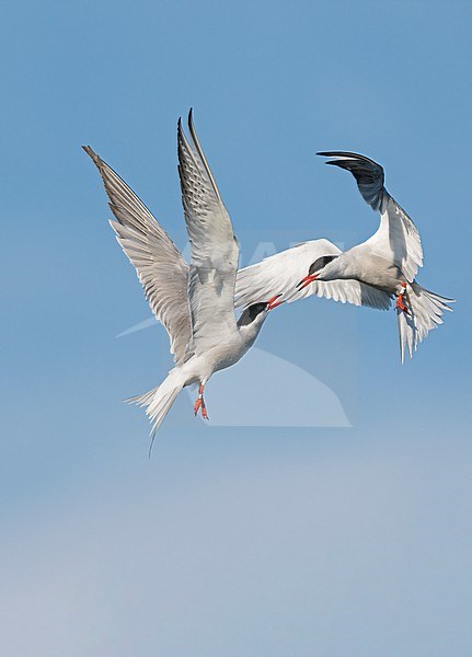 Two flying Common Tern (Sterna hirundo) fighting in blue sky stock-image by Agami/Ran Schols,