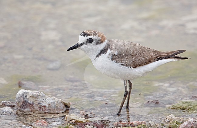 Adult male Kentish Plover (Charadrius alexandrinus) in Israel. stock-image by Agami/Markus Varesvuo,