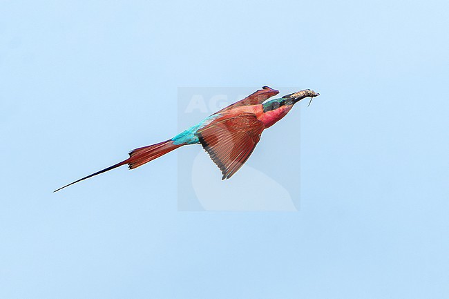 Adult Southern Carmine Bee-eater, Merops rubicoides, in flight near colony in Africa. stock-image by Agami/Dani Lopez-Velasco,