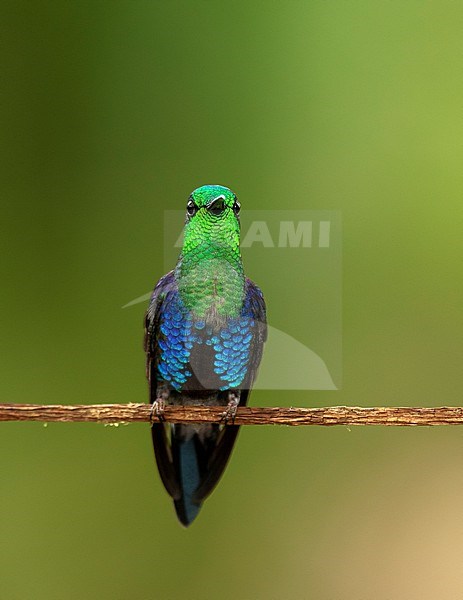 Front view of a Crowned Woodnymph (Thalurania colombica hypochlora) (subspecies) perched on a branch in Quito, Ecuador, South-America. stock-image by Agami/Steve Sánchez,