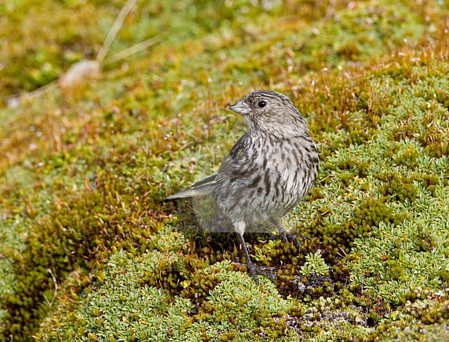 Geelteugelgors, Yellow-bridled Finch, Melanodera xanthogramma stock-image by Agami/Marc Guyt,