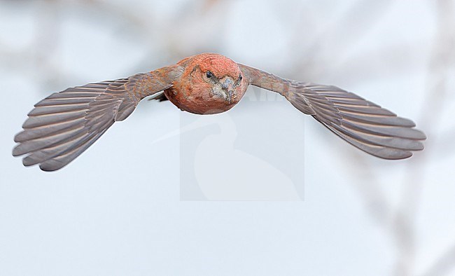 Male Parrot Crossbill (Loxia pytyopsittacus) wintering in Finland. stock-image by Agami/Markus Varesvuo,