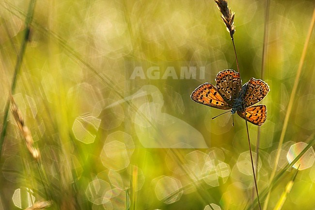 Bruine vuurvlinder / Sooty Copper (Lycaena tityrus) stock-image by Agami/Wil Leurs,