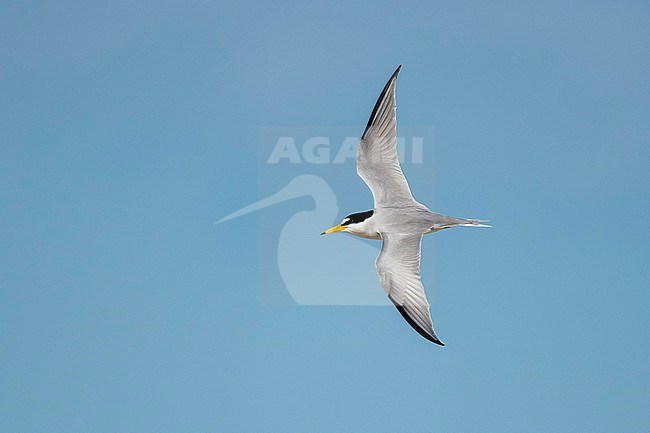 Adult Least Tern (Sternula antillarum) in breeding plumage in flight at the coast in Galveston County, Texas, USA. stock-image by Agami/Brian E Small,