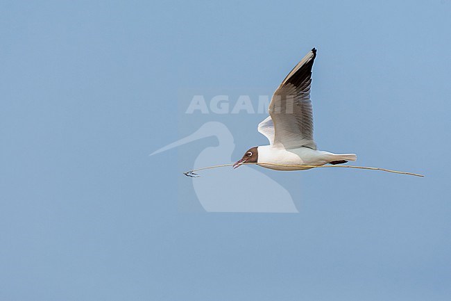 Adult Common Black-headed Gull (Chroicocephalus ridibundus) on Dutch Wadden isle Texel. Carrying nest material. stock-image by Agami/Marc Guyt,