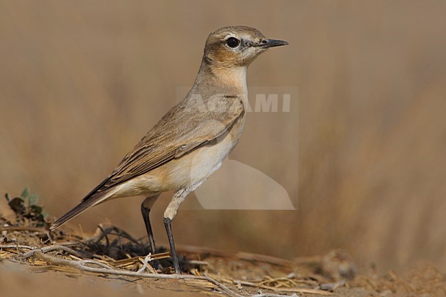 Isabeltapuit op de grond; Isabelline Wheatear on the ground stock-image by Agami/Daniele Occhiato,