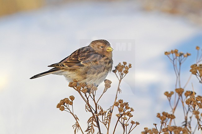 Twite foraging perched on twigs; Frater foeragerend zittend op takjes stock-image by Agami/Markus Varesvuo,