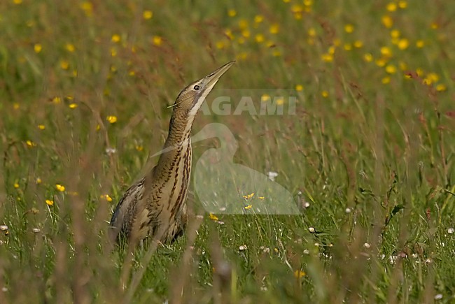  stock-image by Agami/Han Bouwmeester,
