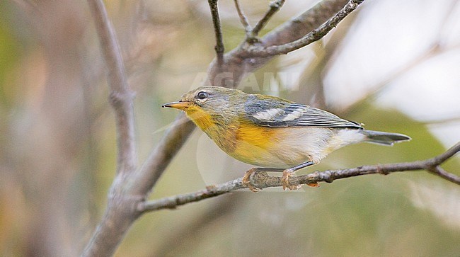 Adult male in fall plumage Northern Parula (Setophaga americana) during fall migration on the east coast of the United States. stock-image by Agami/Ian Davies,