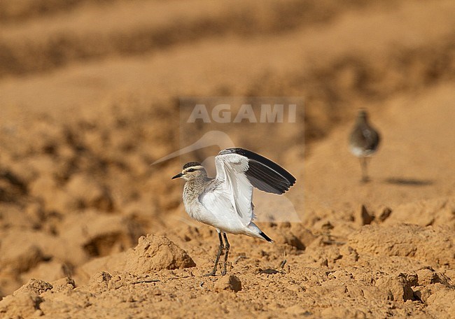 Critically endangered Sociable Lapwing (Vanellus gregarius) wintering in Israel. Rare vagrant to the Middle Eastern region. stock-image by Agami/Yoav Perlman,