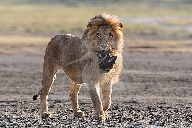 A male lion, Panthera leo, holding a photography bean bag lost by a tourist. Ndutu, Ngorongoro Conservation Area, Tanzania stock-image by Agami/Sergio Pitamitz,