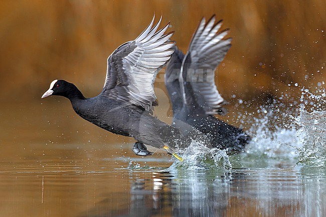 Eurasian Coot (Fulica atra) in Italy. Two coots running ovr the water surface. stock-image by Agami/Daniele Occhiato,