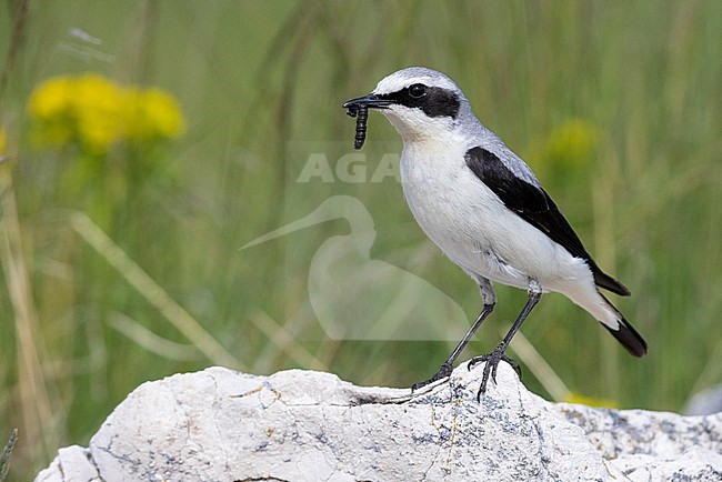 Northern Wheatear (Oenanthe oenanthe), side view of an adult male standing on a rock with a caught caterpillar, Abruzzo, Italy stock-image by Agami/Saverio Gatto,