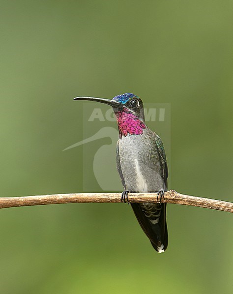 A male Long-billed Starthroat (Heliomaster longirostris longirostris) (subspecies) perched on a branch in Cusco, Peru, South-America. stock-image by Agami/Steve Sánchez,