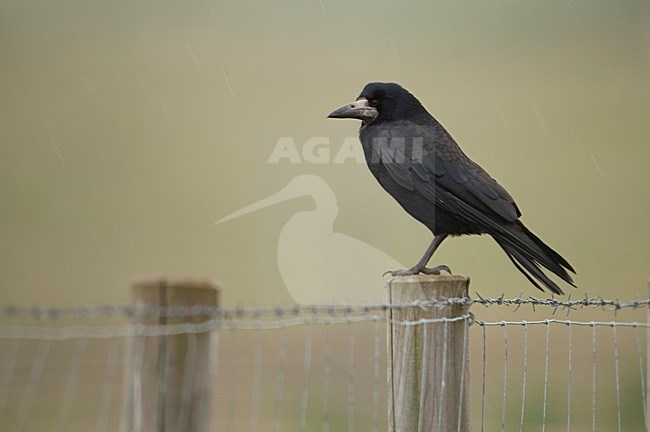 Roek zittend op een paal; Rook perched on a pole stock-image by Agami/Han Bouwmeester,