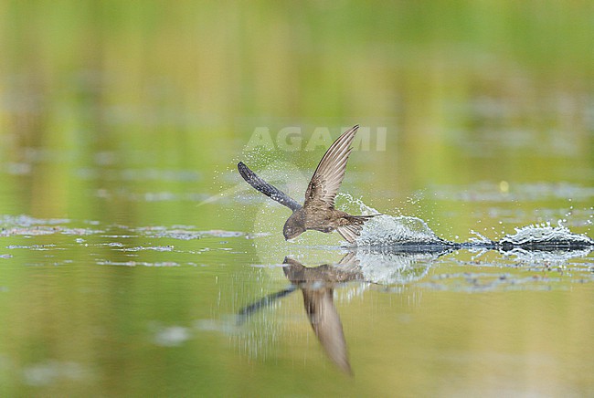 Drinking and foraging adult Common Swift (Apus apus) on a very hot weather summer day, skimming water surface by flying fast and very low with its bill wide open. Surface of the water is very smooth and calm and creating a reflection and mirror image of the bird. touching and splitting the water gives a trail of splashes and droplets stock-image by Agami/Ran Schols,