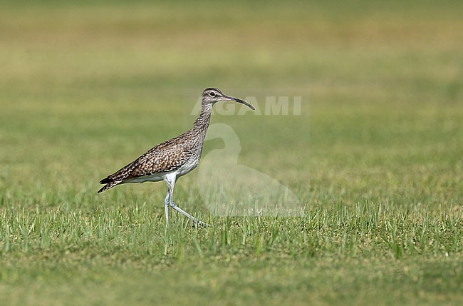 Eurasian or common whimbrel (Numenius phaeopus) foraging on a grasland in Oman stock-image by Agami/Roy de Haas,