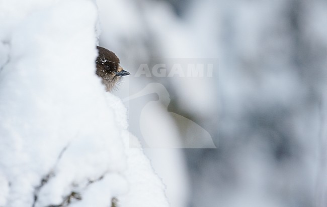 Taigagaai in besneeuwde boom, Siberian Jay in snow covered tree stock-image by Agami/Markus Varesvuo,