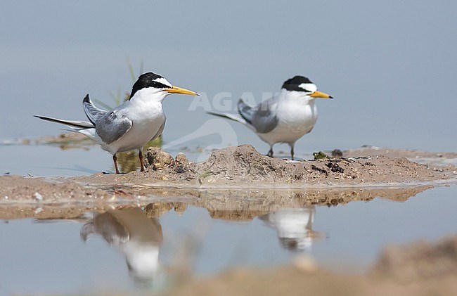 Little Tern - Zwergseeschwalbe - Sternula albifrons ssp. albifrons, Turkey, adult stock-image by Agami/Ralph Martin,