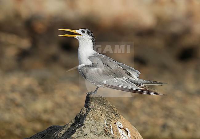 Adult Greater Crested Tern (Thalasseus bergii) resting along the coast in Oman. Worn individual. stock-image by Agami/Aurélien Audevard,