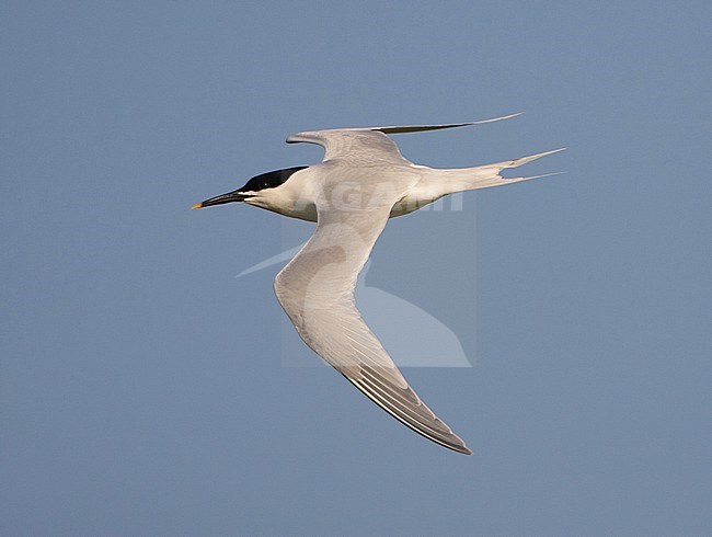 Sandwich Tern, Grote Stern, Thalasseus sandvicensis stock-image by Agami/Arie Ouwerkerk,