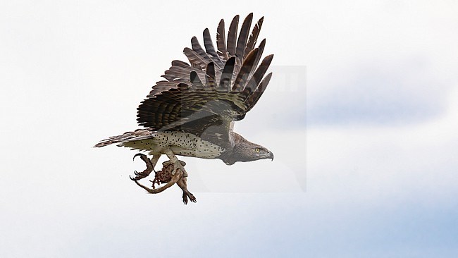 Side view of an adult Martial Eagle (Polemaetus bellicosus) with a catch; remains of a Striped Mongoose, with raised wings. Kenya stock-image by Agami/Markku Rantala,