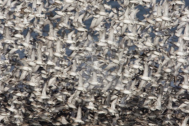 Grote groep Kanoeten; Large flock of Red Knots stock-image by Agami/Arie Ouwerkerk,