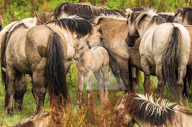 Konik Horses in the Oostvaardersplassen, Netherlands stock-image by Agami/Eric Tempelaars,
