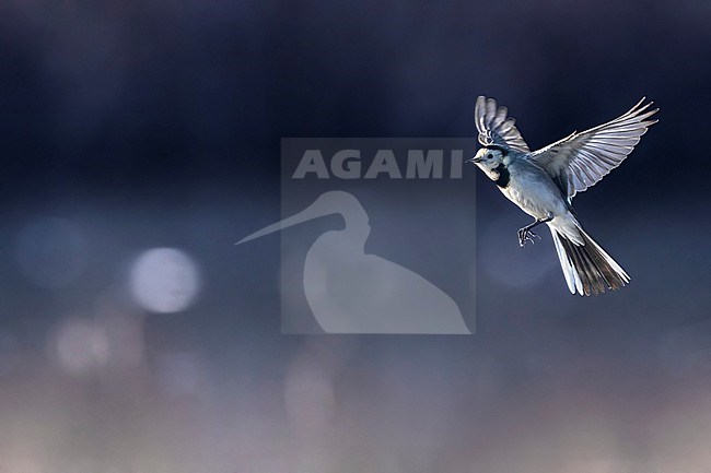 Pied Wagtail, Motacilla yarrellii, in Italy. stock-image by Agami/Daniele Occhiato,