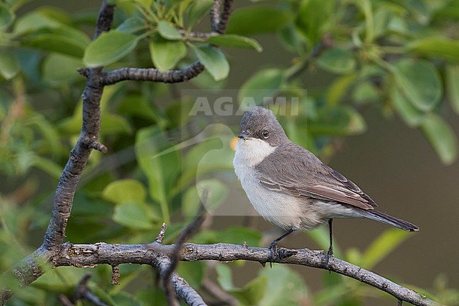 Hume's Whitethroat (Sylvia althaea), Tajikistan, adult perched on a branch stock-image by Agami/Ralph Martin,