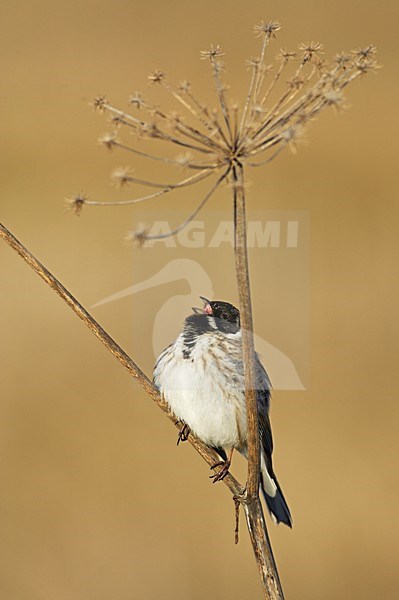 Adult mannetje Rietgors in zomerkleed zingend; Adult male Common Reedbunting singing stock-image by Agami/Markus Varesvuo,