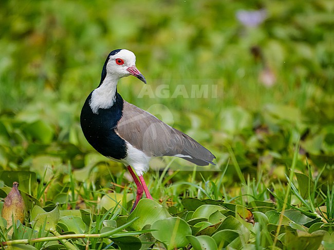 Long-toed lapwing, Vanellus crassirostris. Standing stock-image by Agami/Hans Germeraad,