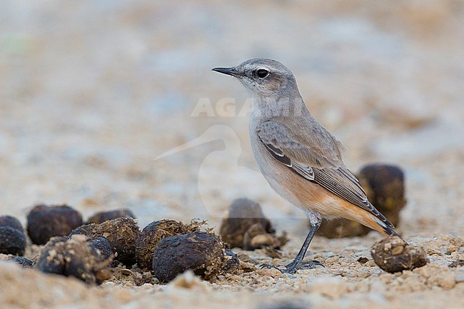 Red-tailed Wheatear (Oenanthe Oenanthe chrysopygia), Standing on the ground, Qurayyat, Muscat Governorate, Oman stock-image by Agami/Saverio Gatto,