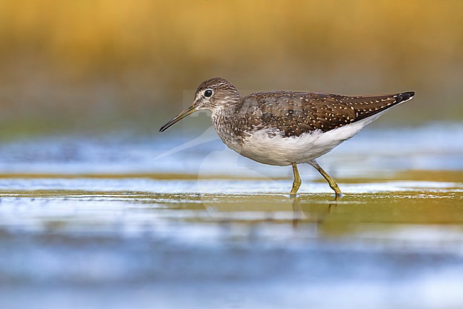 Green Sandpiper, Tringa ochropus, in Italy. stock-image by Agami/Daniele Occhiato,