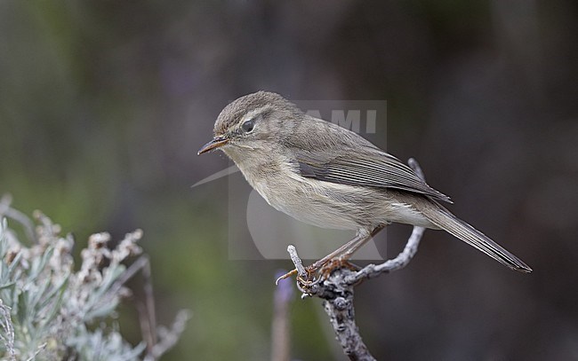 Canary Islands Chiffchaff (Phylloscopus canariensis canariensis) perched on a branch at Tenerife, Canary Islands, Spain stock-image by Agami/Helge Sorensen,