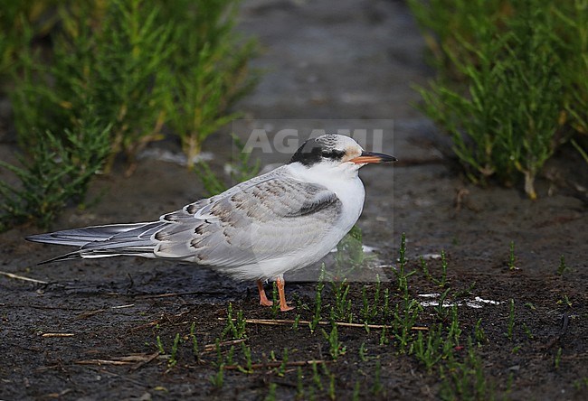 Juvenile Common Tern (Sterna hirundo) standing on the ground in the Netherlands. stock-image by Agami/Nils van Duivendijk,