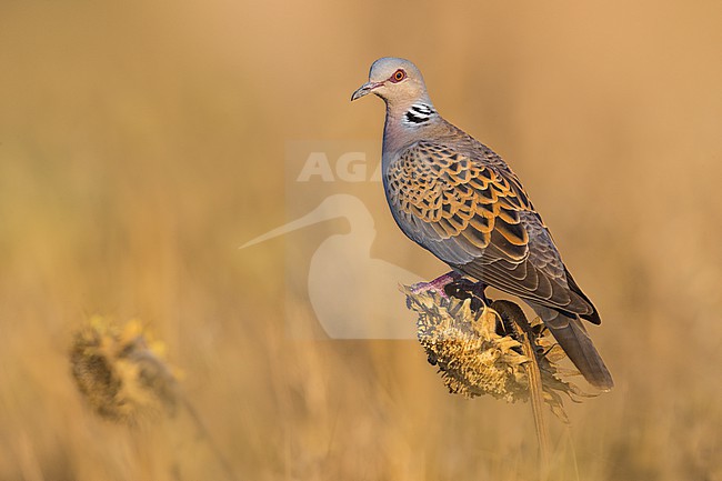 Adult Eurasian Turtle Dove, Streptopelia turtur, in Italy. stock-image by Agami/Daniele Occhiato,