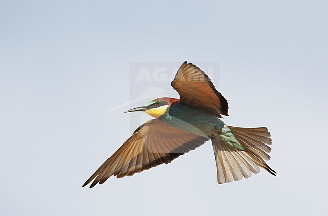 Bijeneter in de vlucht; European Bee-eater in flight stock-image by Agami/Markus Varesvuo,