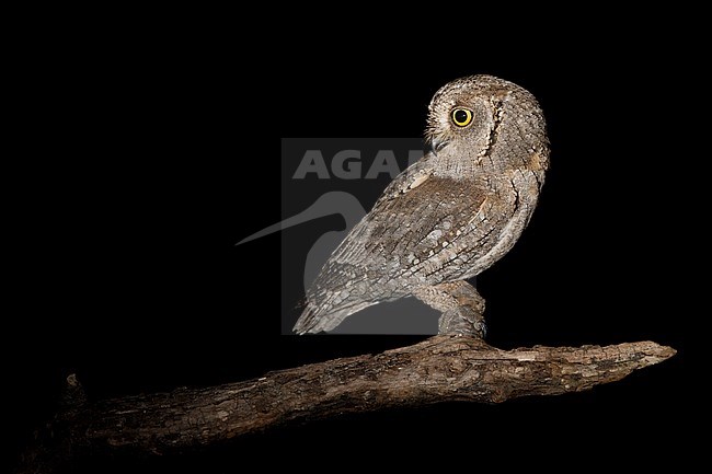 Eurasian Scops Owl (Otus scops) stock-image by Agami/Alain Ghignone,