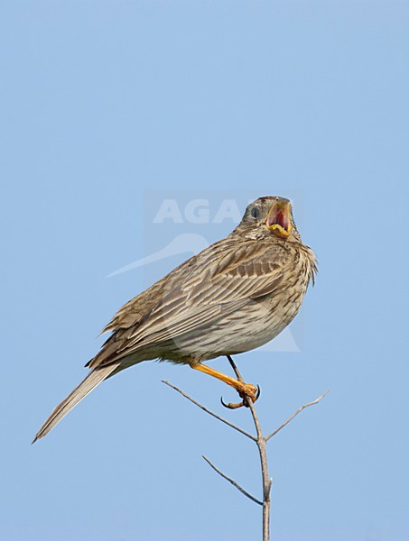 Zingende Grauwe Gors; Singing Corn Bunting stock-image by Agami/Roy de Haas,