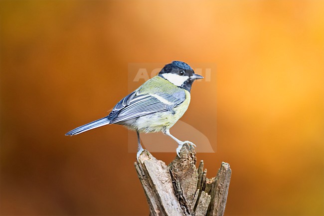 Koomees op stronk; Great Tit on perch stock-image by Agami/Marc Guyt,