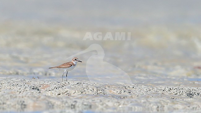 Greater Sand Plover (Charadrius leschenaultii), standing on tidal mudflat stock-image by Agami/Georgina Steytler,