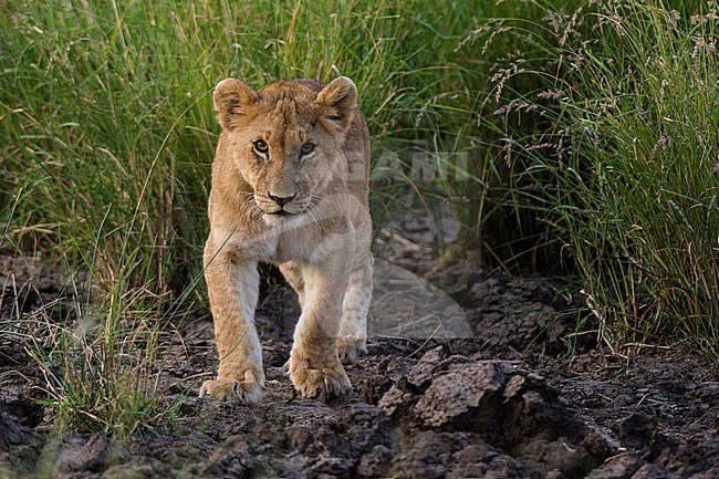 Portrait of a lion cub, Panthera leo, at Masai Mara National Reserve. Masai Mara National Reserve, Kenya, Africa. stock-image by Agami/Sergio Pitamitz,