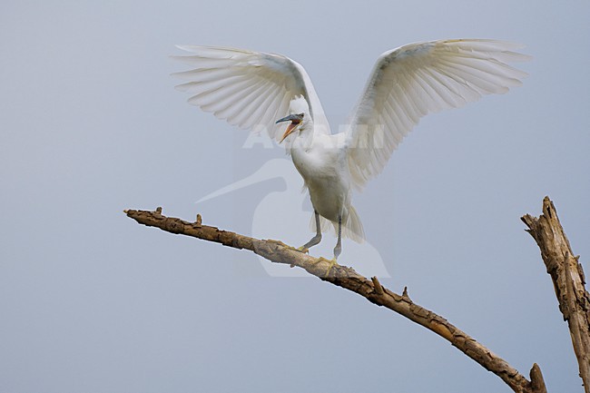 Kleine Zilverreiger; Little Egret stock-image by Agami/Daniele Occhiato,