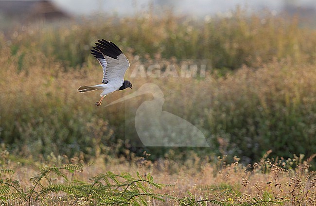 Pied Harrier (Circus melanoleucos) male in flight at Thaton Paddyfields, Thailand stock-image by Agami/Helge Sorensen,